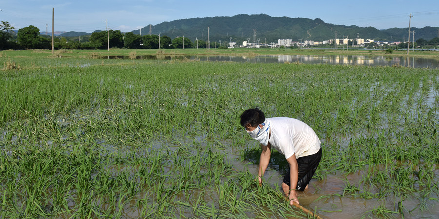 洪水退去 生产自救